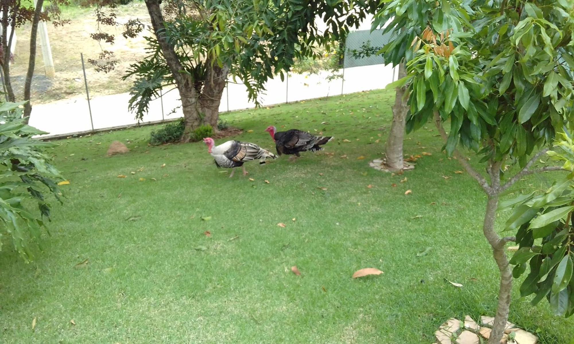 Hotel Pousada Gurupia แซร์ฮาเนกรา ภายนอก รูปภาพ
